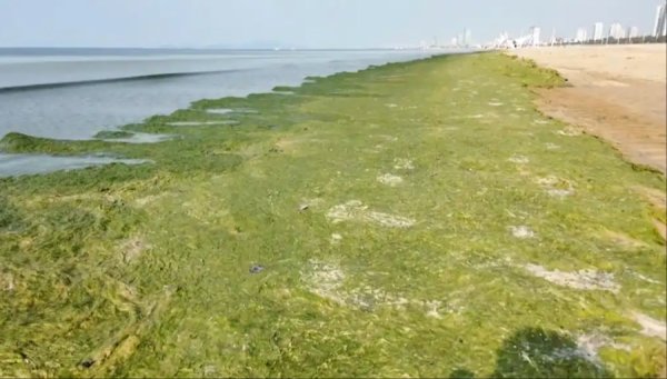 广源优配 海面变草原？山东多地海域海水变成“菠菜汤”